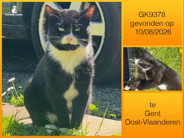 Gevonden kat