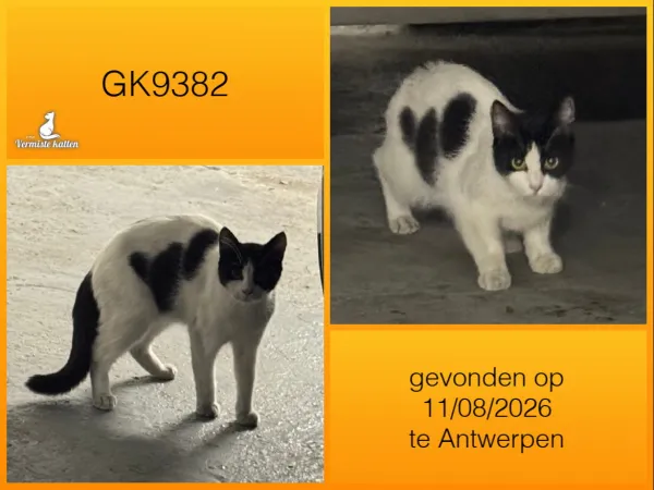 Gevonden kat