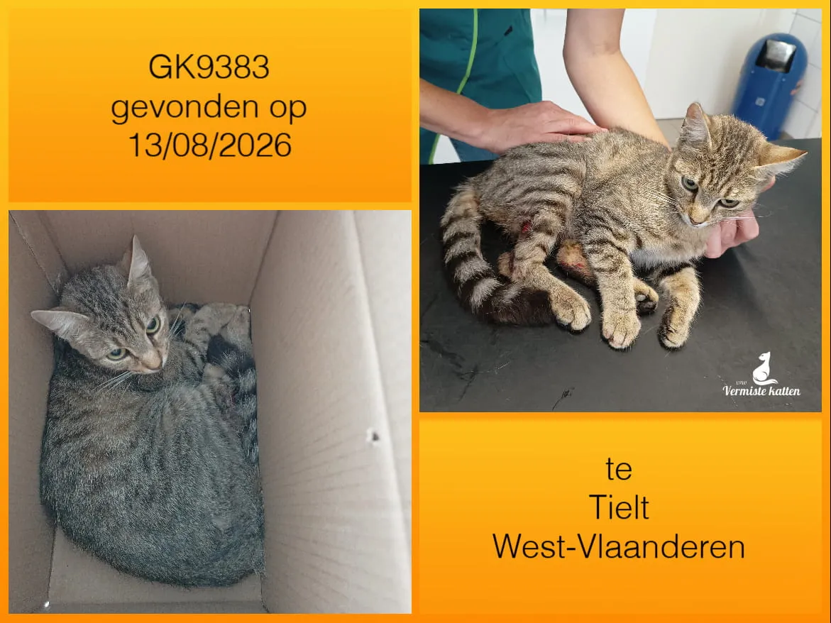 Gevonden kat