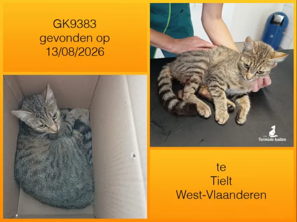 Gevonden kat
