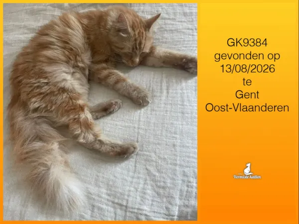 Gevonden kat