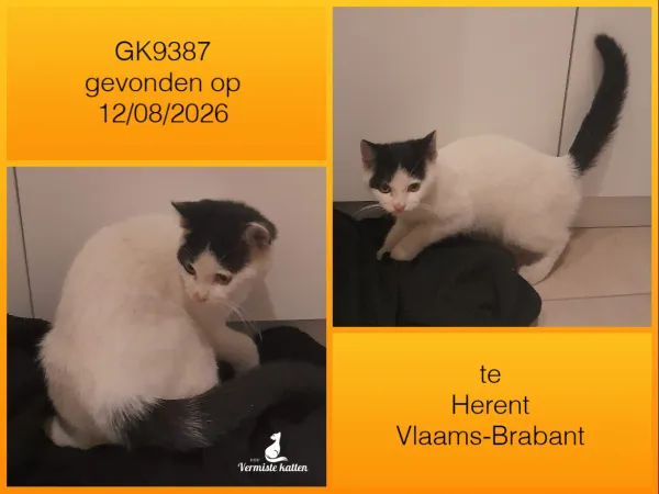 Gevonden kat