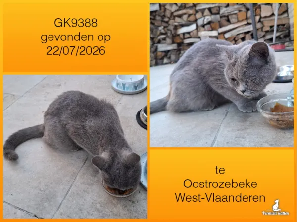 Gevonden kat