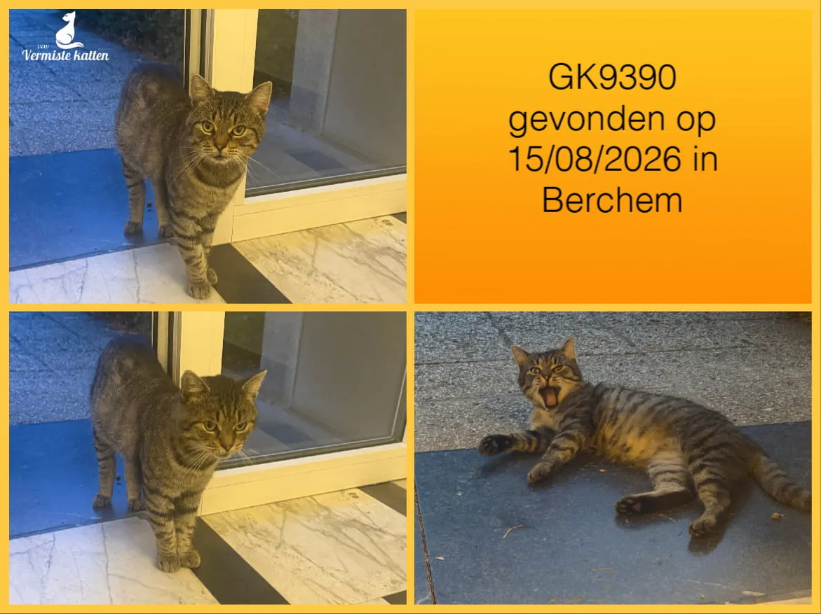 Gevonden kat