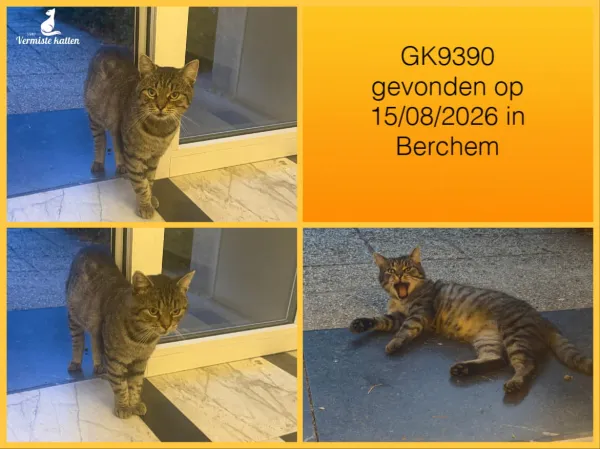 Gevonden kat