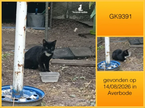 Gevonden kat