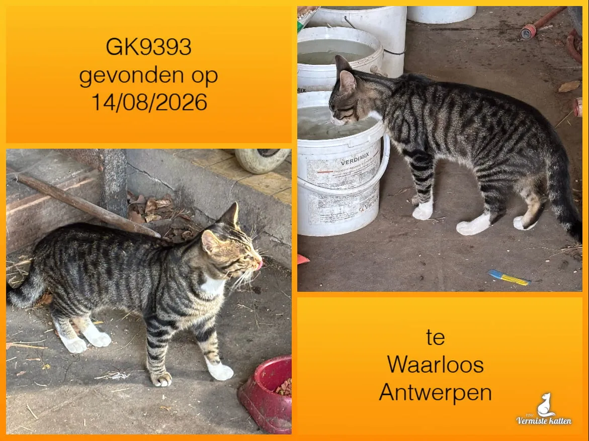 Gevonden kat