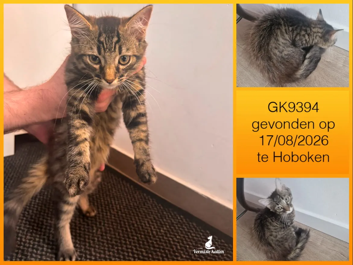 Gevonden kat
