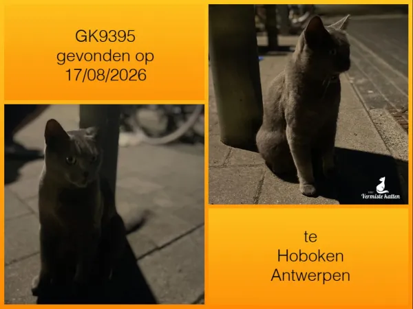 Gevonden kat