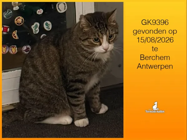 Gevonden kat