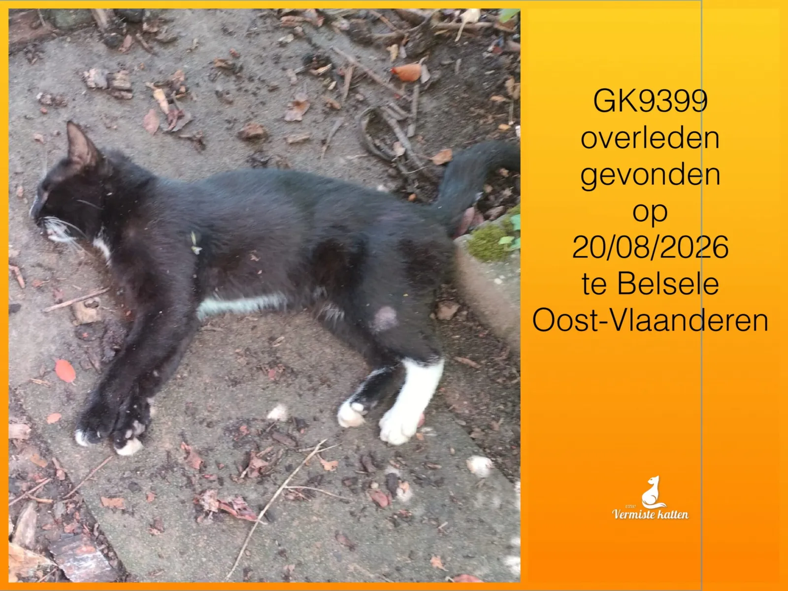 Gevonden kat