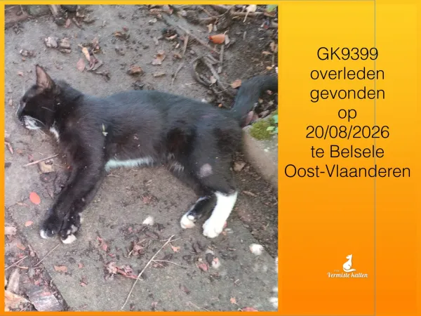 Gevonden kat