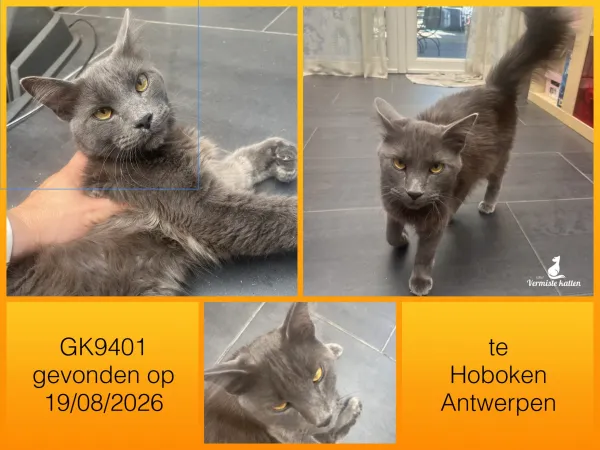 Gevonden kat
