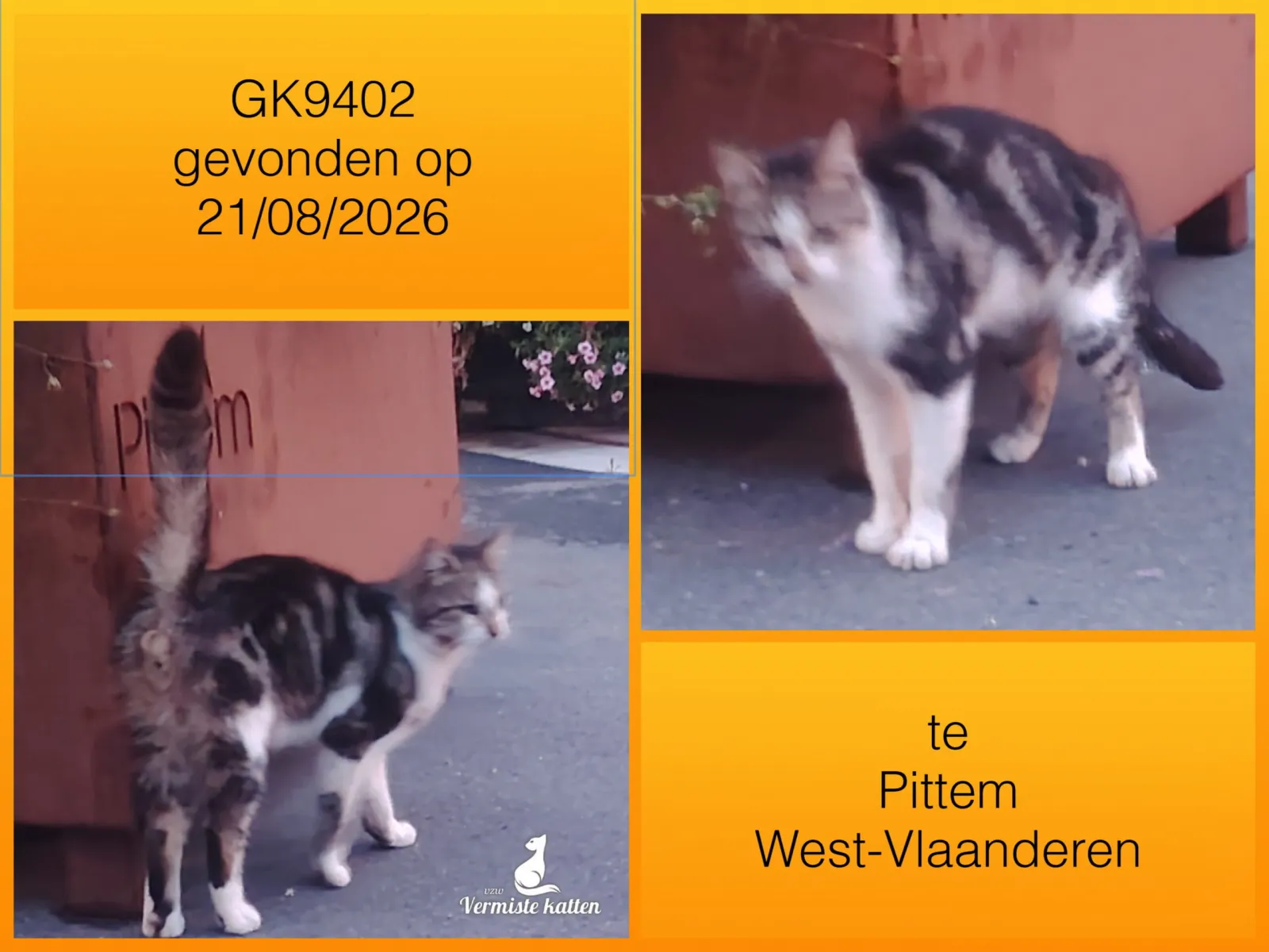 Gevonden kat