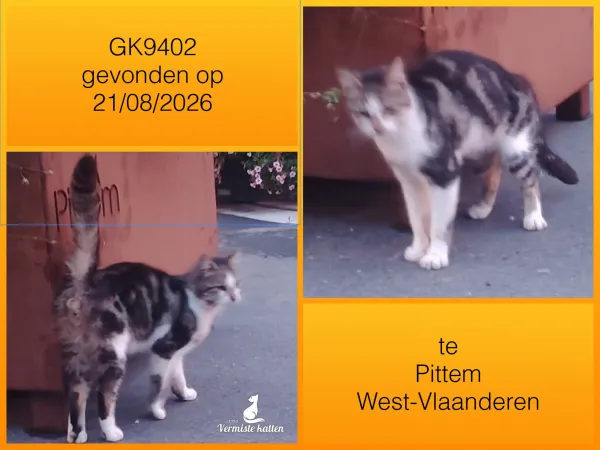 Gevonden kat