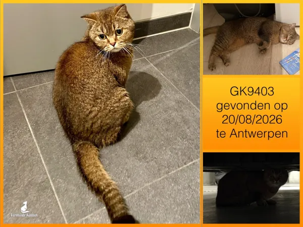Gevonden kat