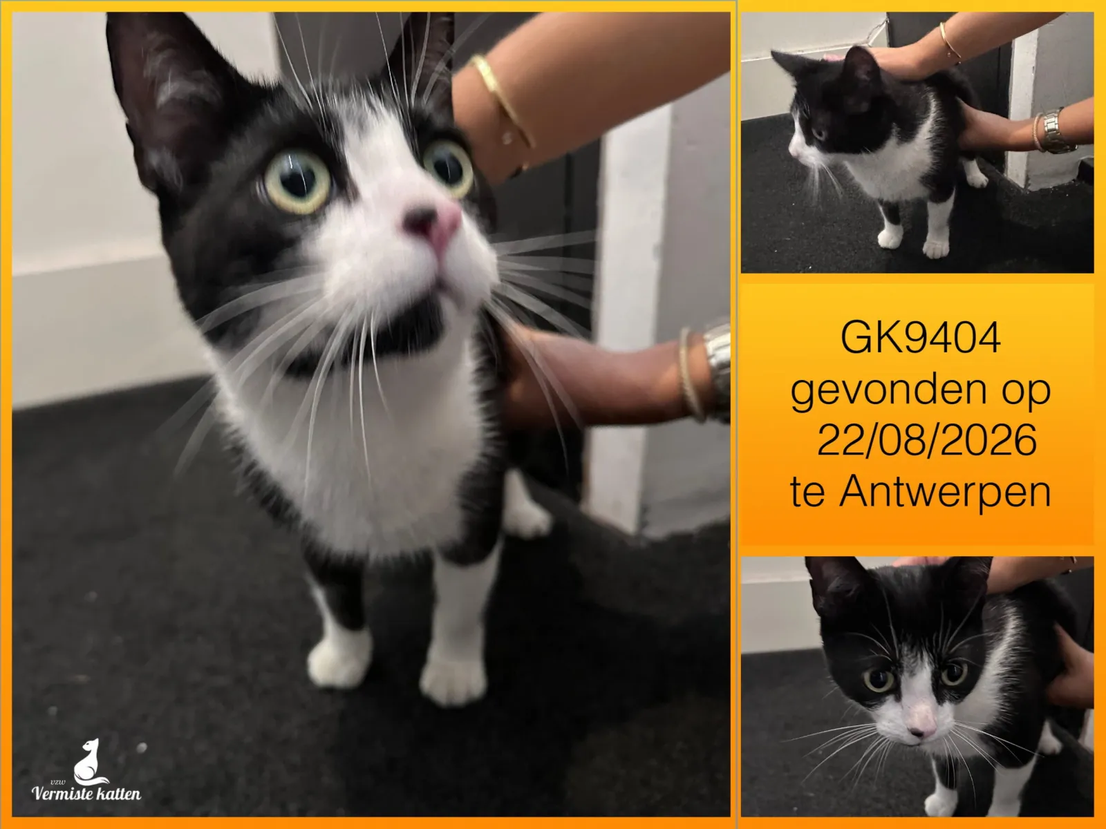 Gevonden kat