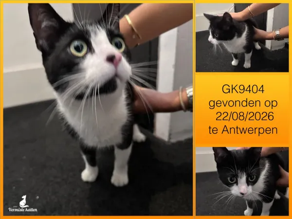 Gevonden kat