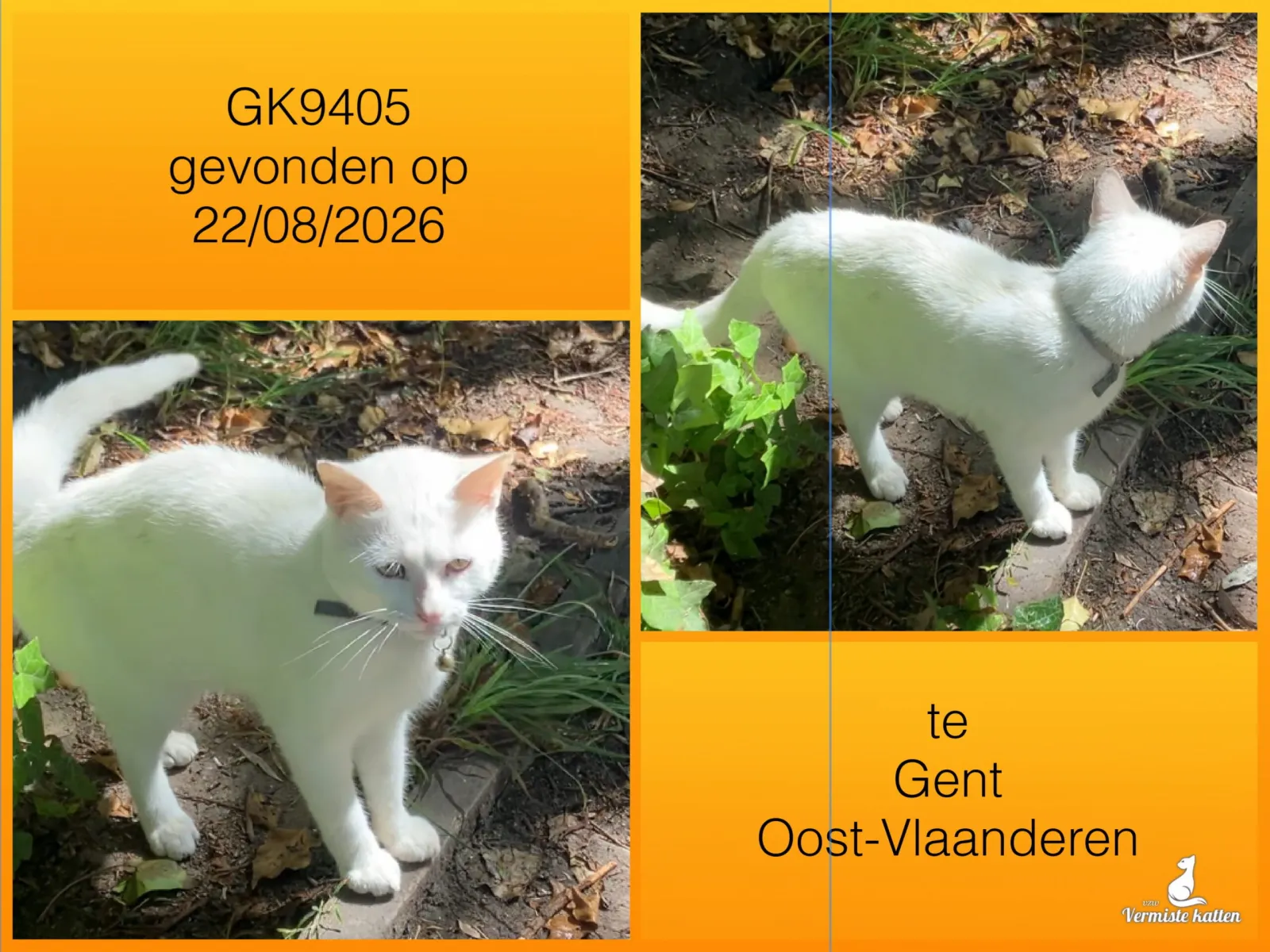 Gevonden kat