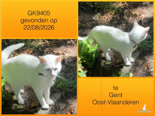 Gevonden kat