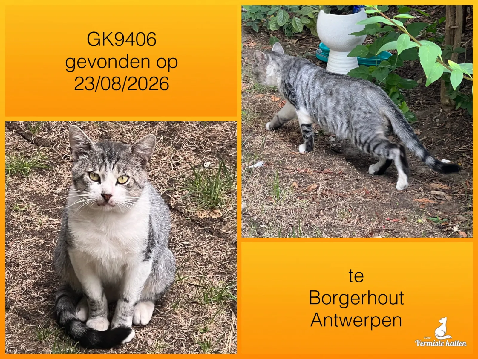 Gevonden kat