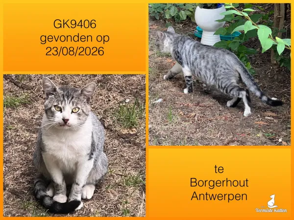 Gevonden kat