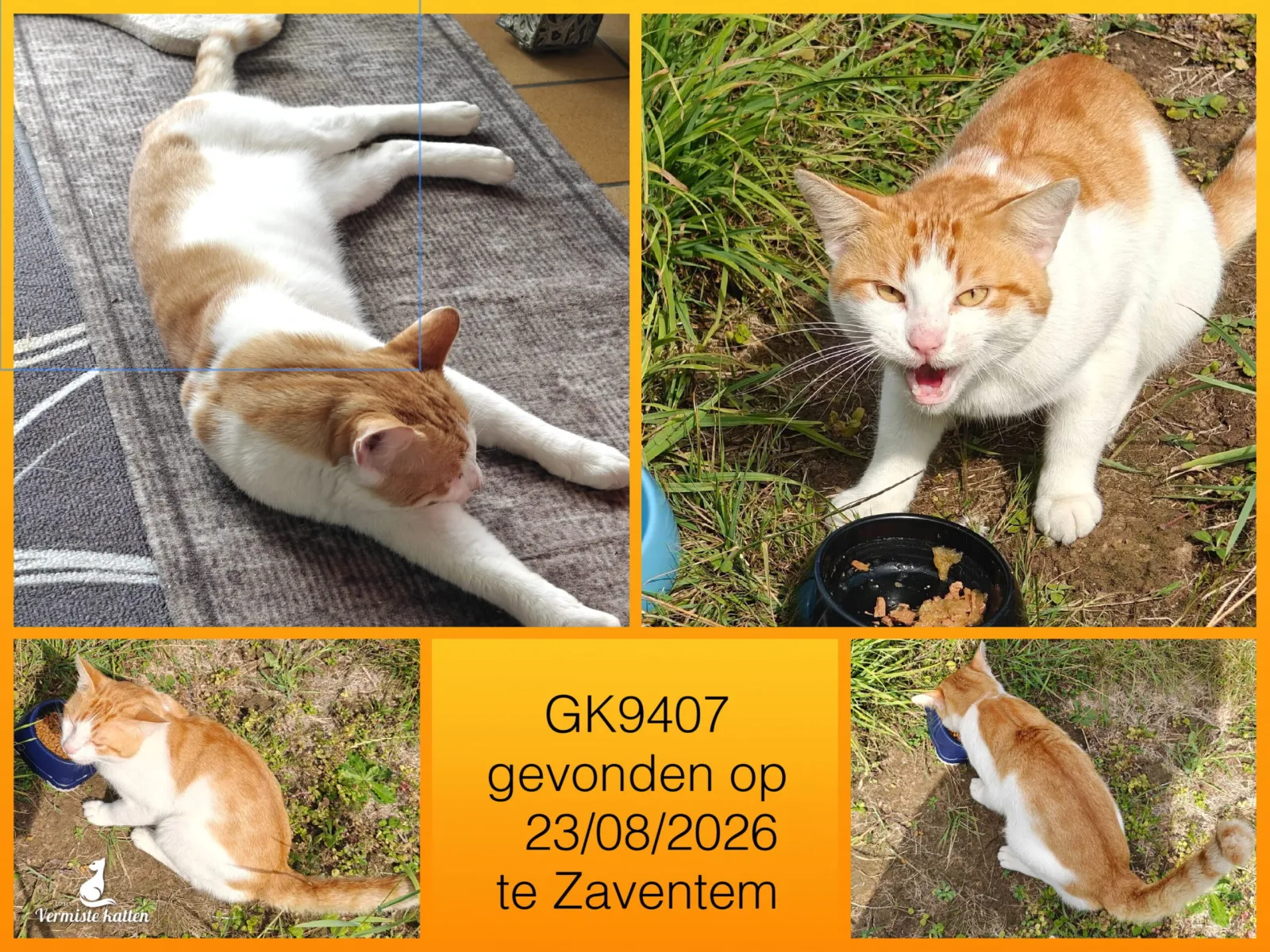 Gevonden kat
