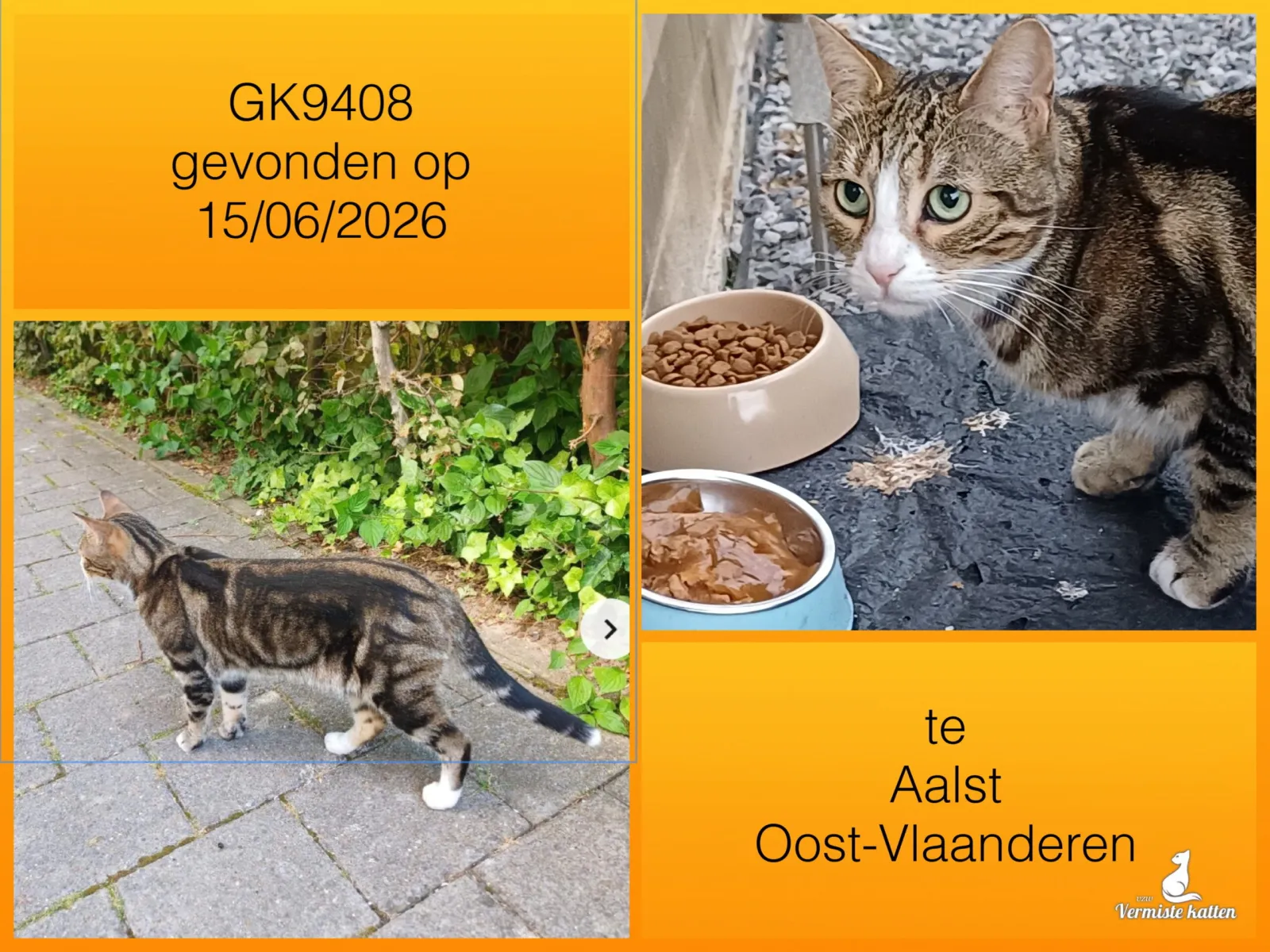 Gevonden kat
