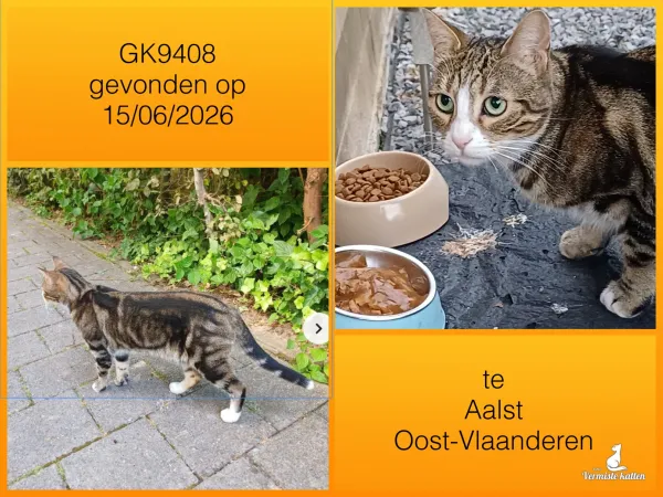 Gevonden kat