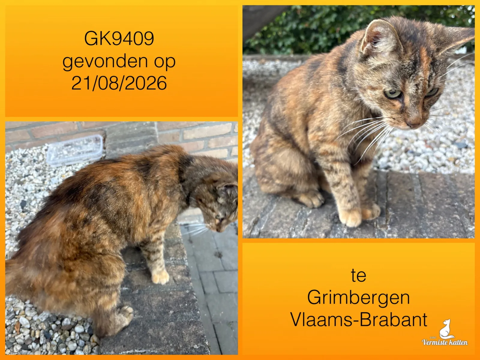 Gevonden kat