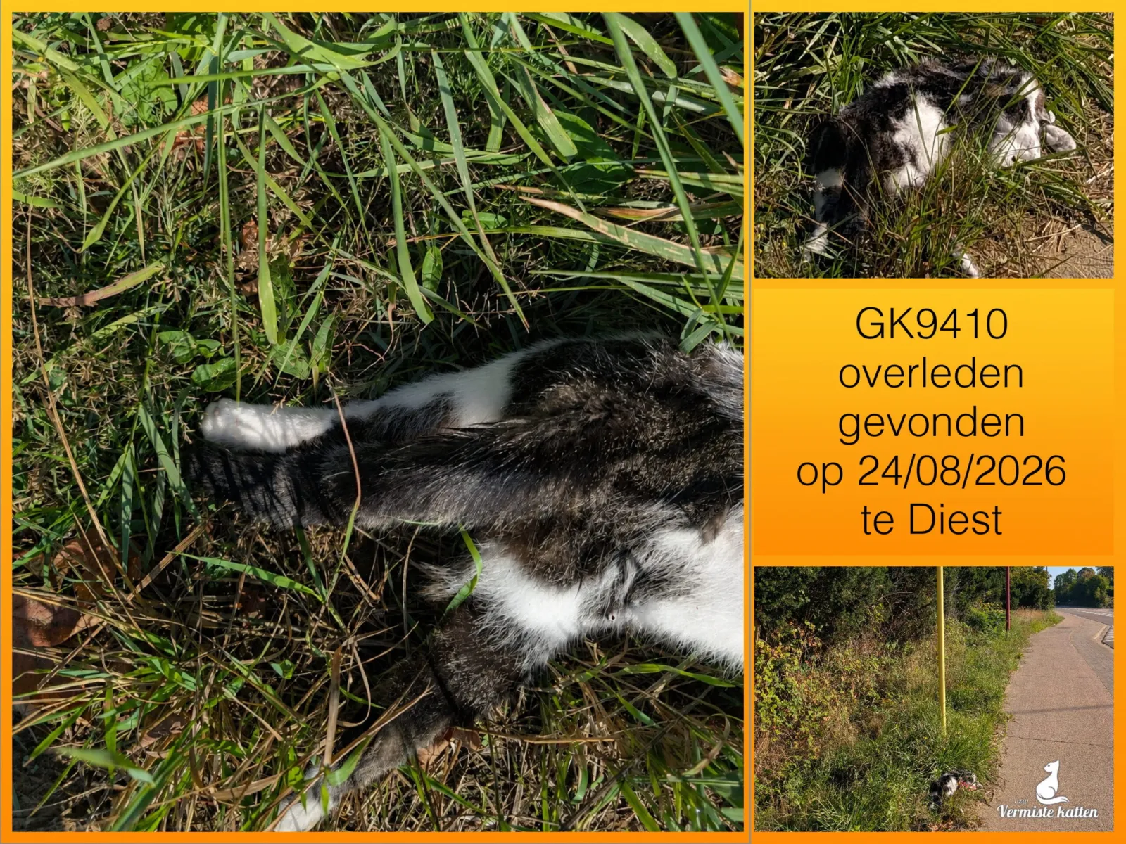 Gevonden kat
