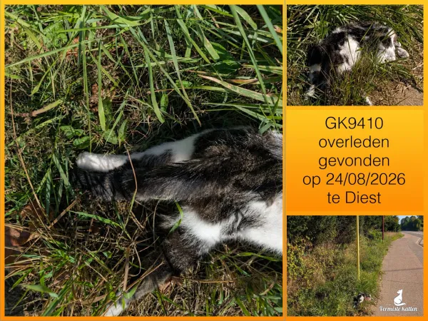 Gevonden kat