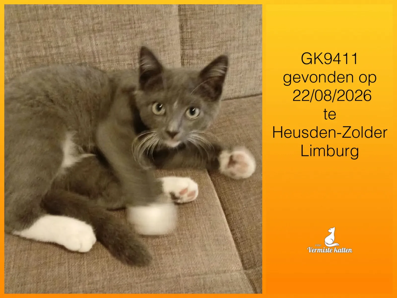 Gevonden kat