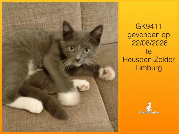 Gevonden kat