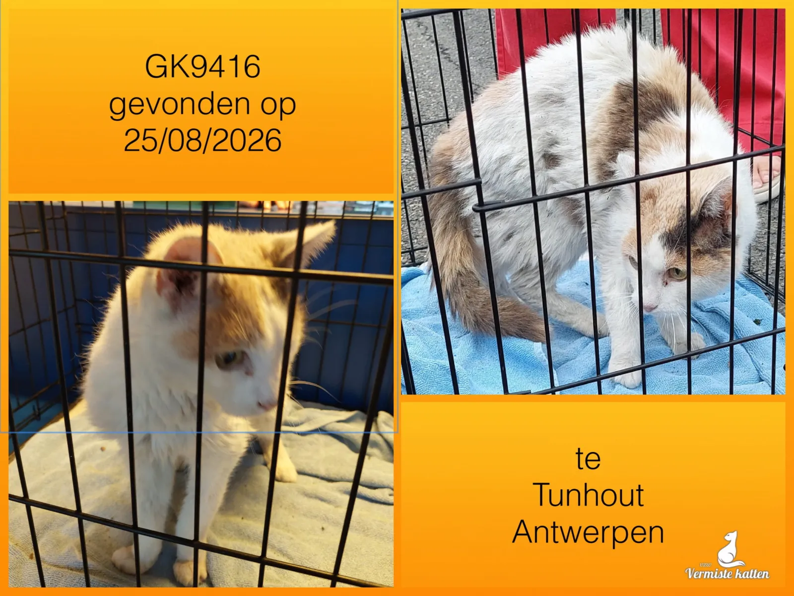 Gevonden kat