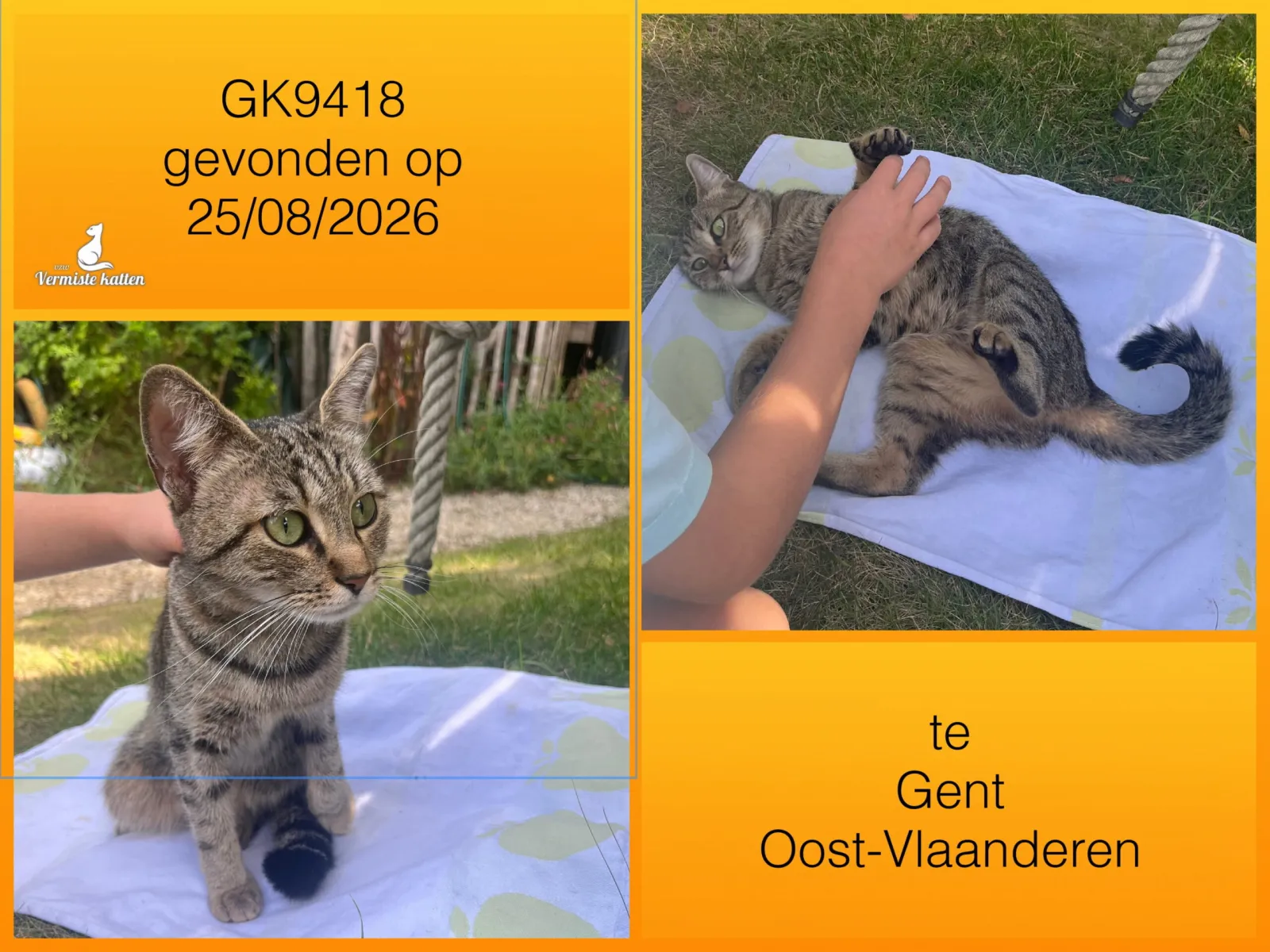 Gevonden kat