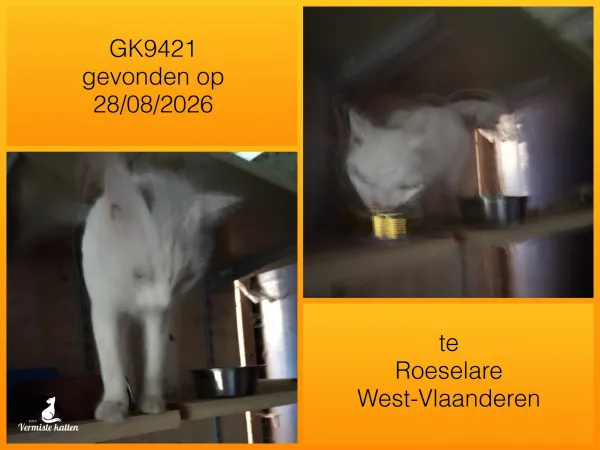 Gevonden kat