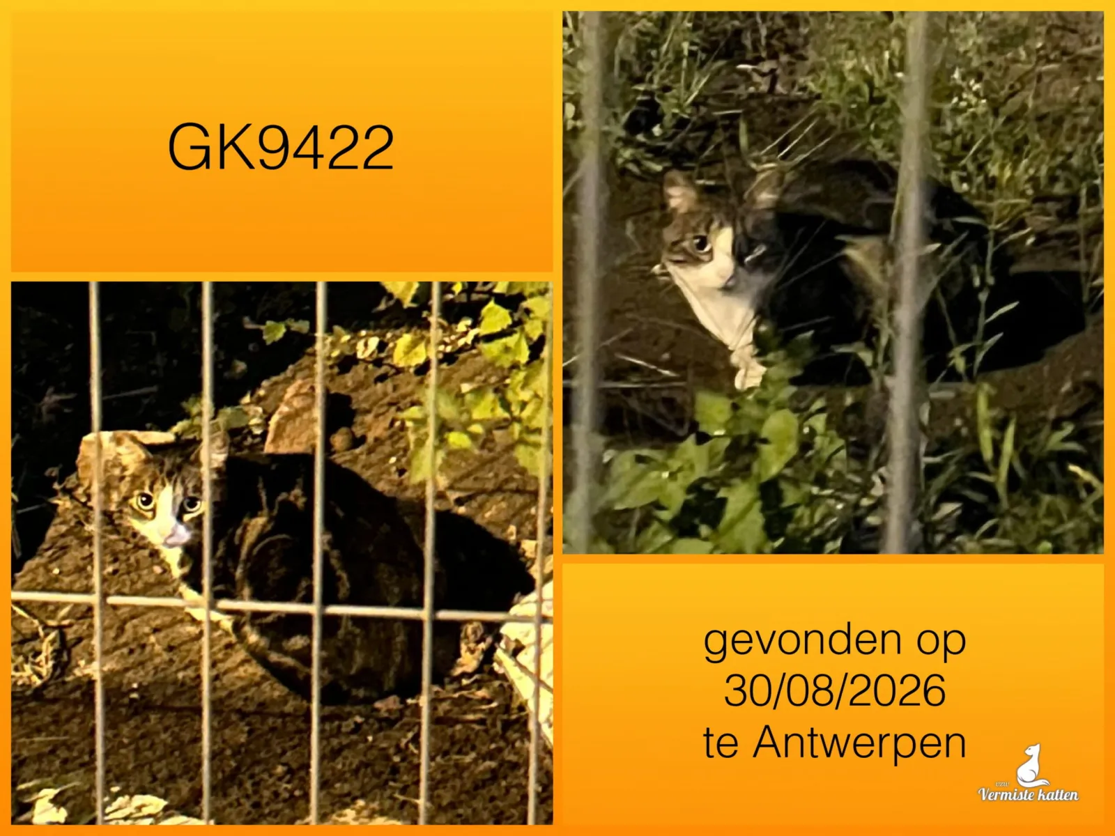 Gevonden kat