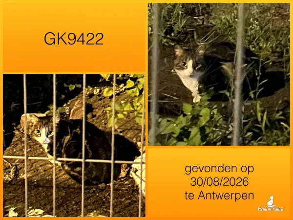 Gevonden kat