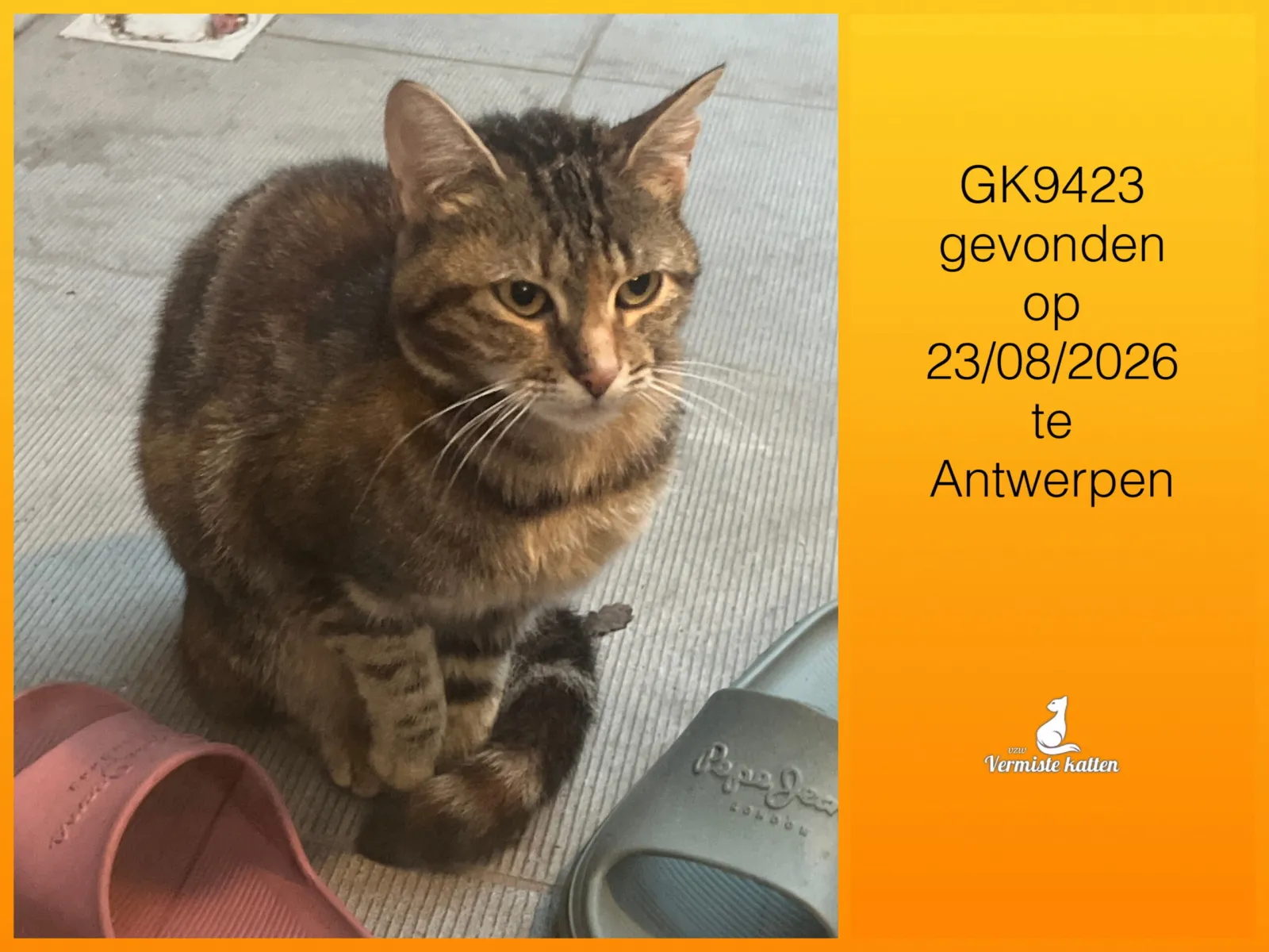 Gevonden kat