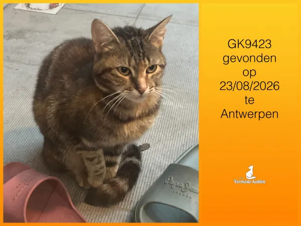 Gevonden kat