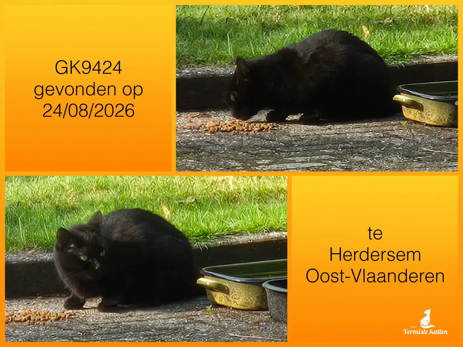 Gevonden kat