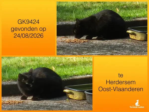 Gevonden kat