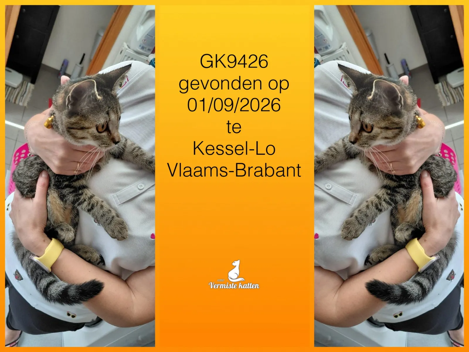 Gevonden kat