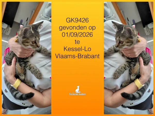 Gevonden kat