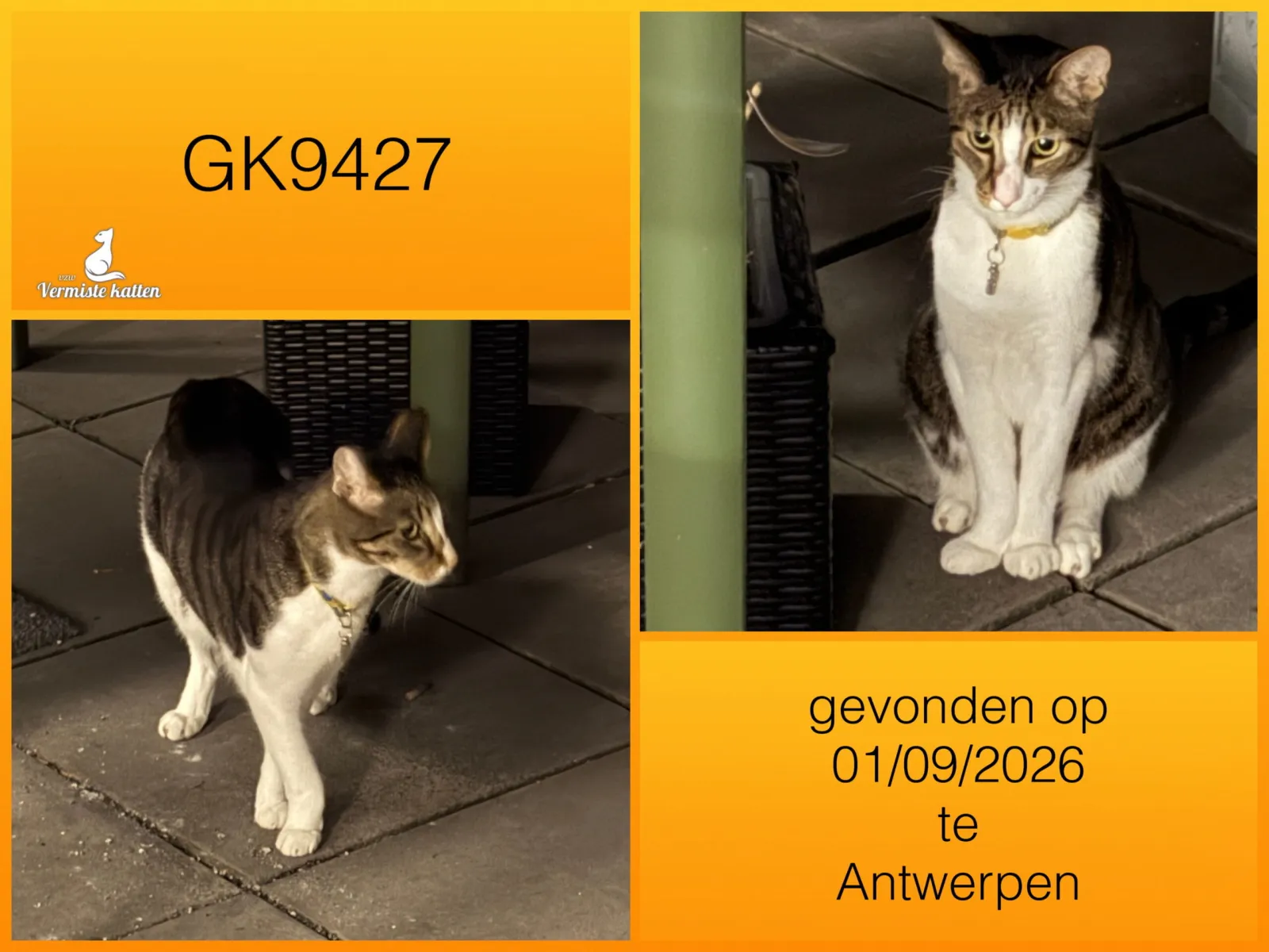 Gevonden kat