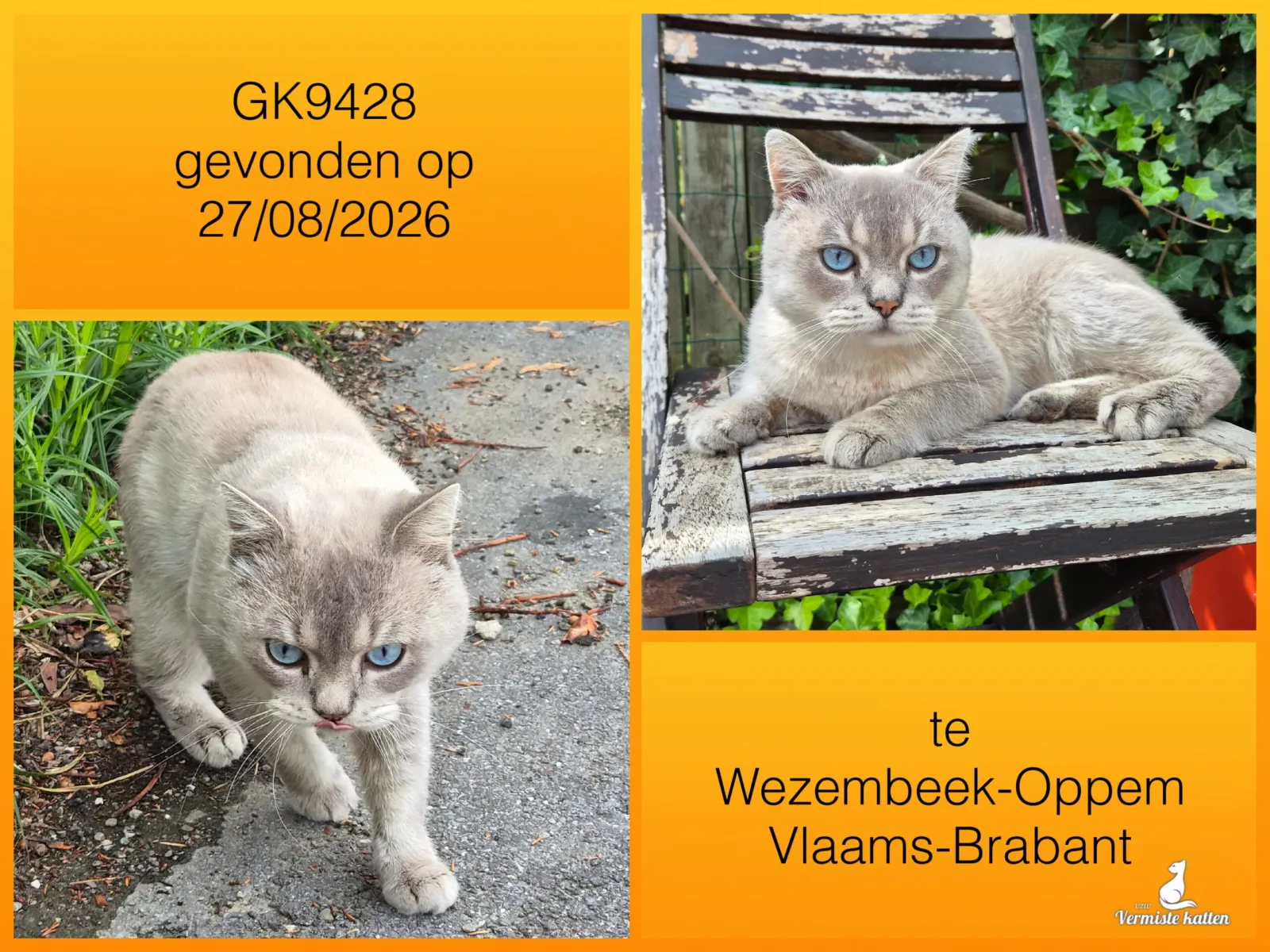 Gevonden kat