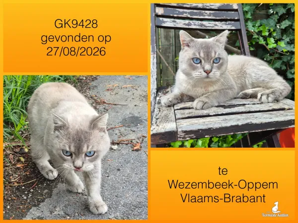 Gevonden kat