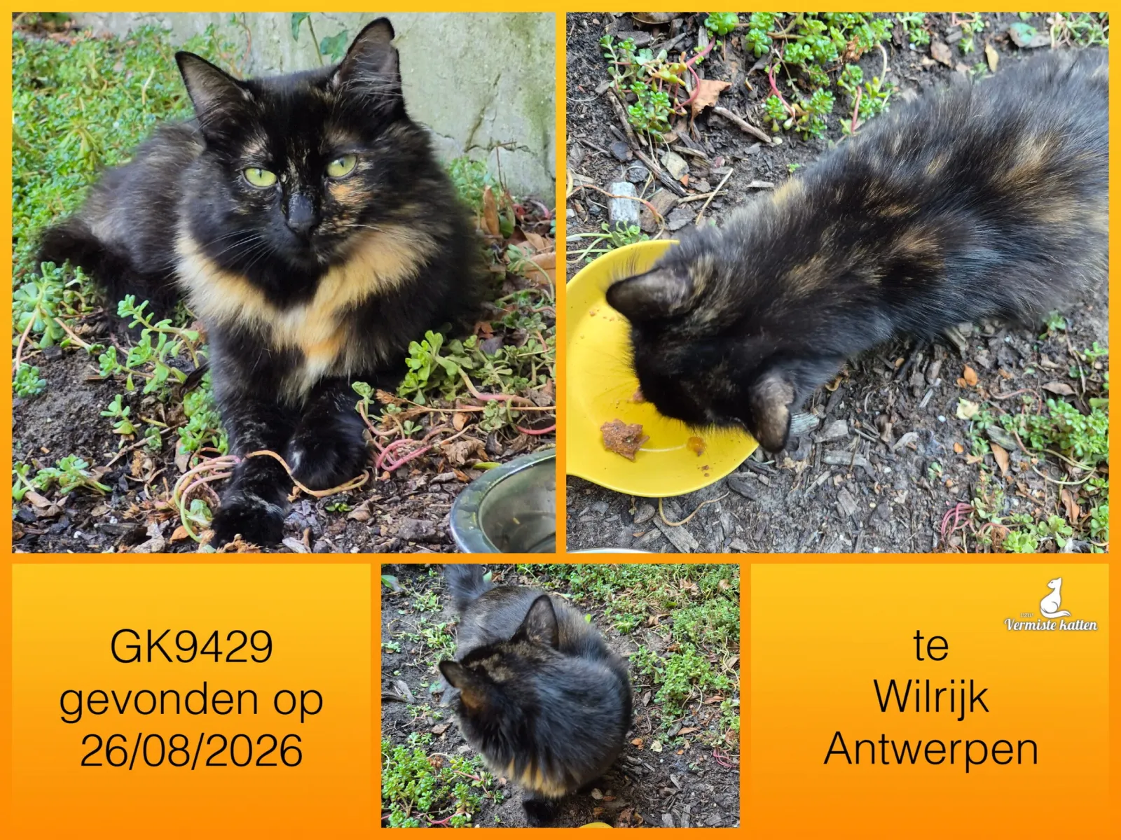 Gevonden kat
