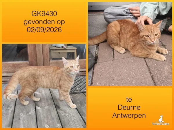 Gevonden kat